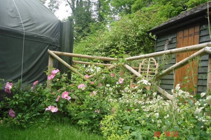 Kingfisher Yurt and kitchen hut spring time roses, Wendover, Buckinghamshire