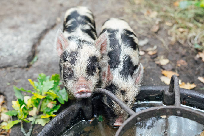 Cute piglets having a drink at Fairfield, Acorn Farm