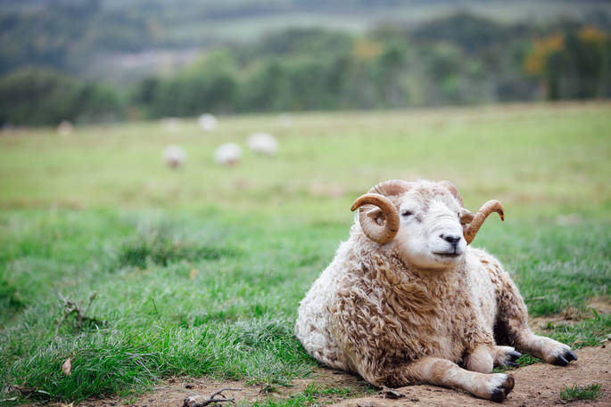 Sheep relaxing on the grass at Acorn Farm in Devon