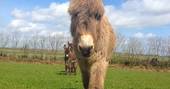 Meet the donkeys at Berridon Farm, Devon