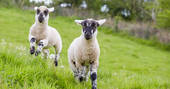 The resident lambs at Brownscombe in Devon