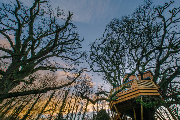 treetops treehouse from below at dawn