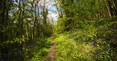 Walk through the ancient, bluebell woodland straight from Sapperton Yurt in Gloucestershire