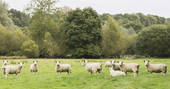 de Etchyngham geodome sheep at Robertsbridge, Sussex