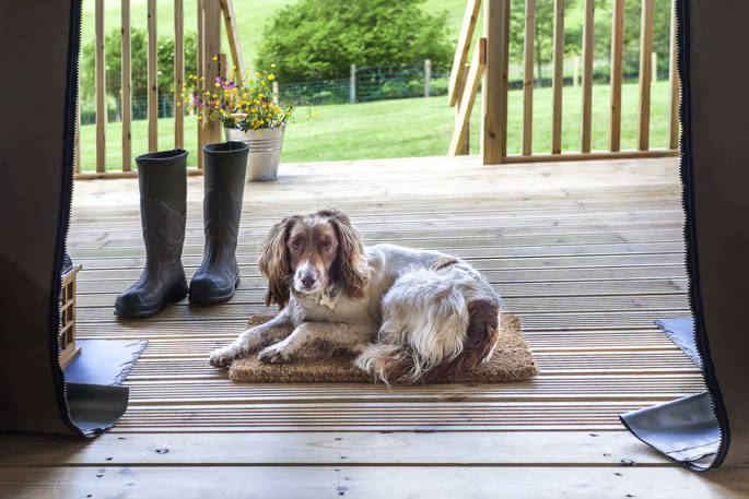 Dog sat on doormat at Derw Lodge, Anglesey