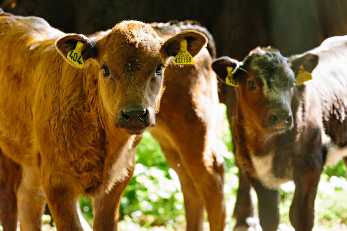 Cute calves at Penhein Glamping in Monmouthshire