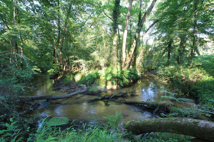 Woodland and river on Cap'Cabane Estate at Oak Treehouse, Gironde